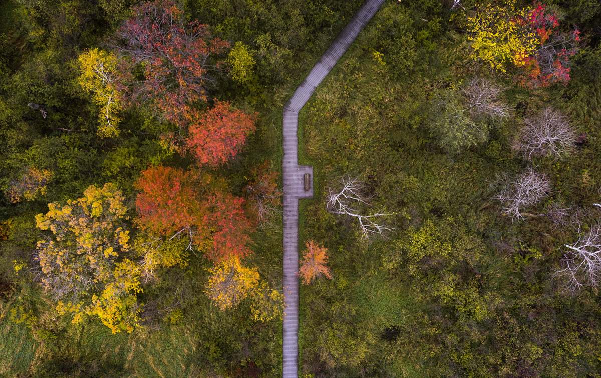 tree  nature