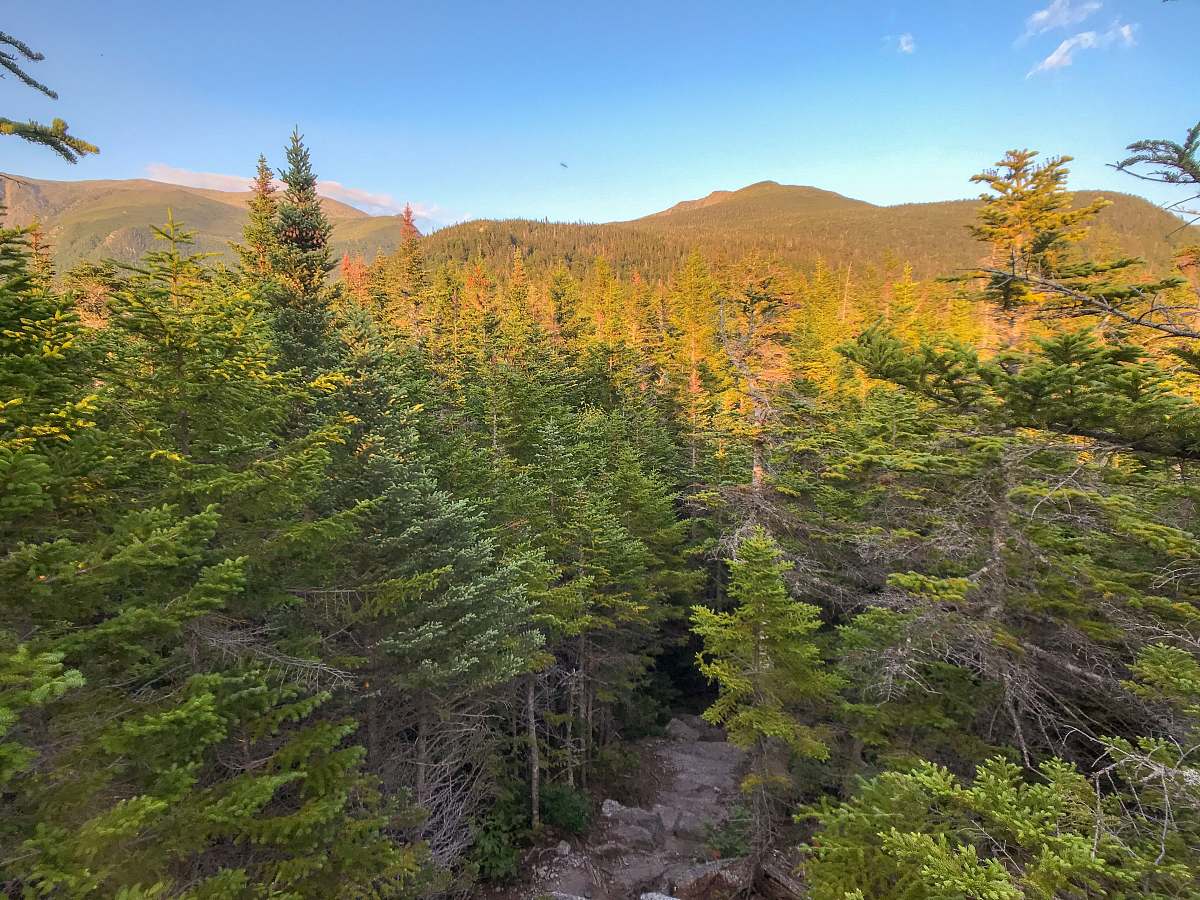 tree aerial photography of green trees conifer