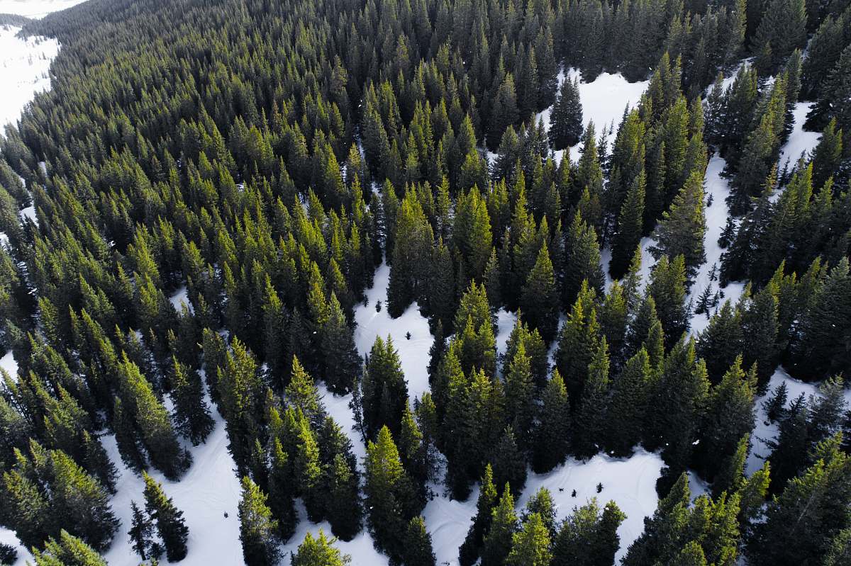 tree aerial view of forest during day time conifer