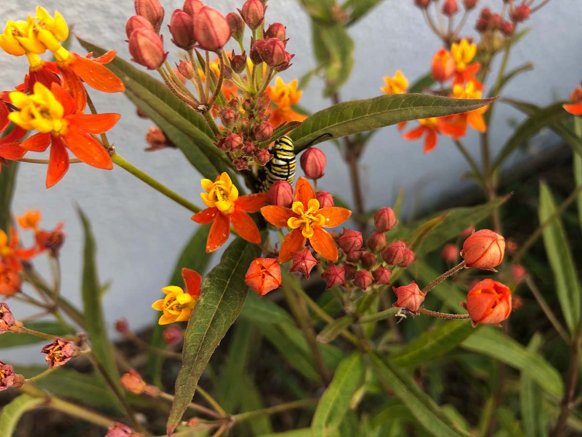 andrena black and yellow butterfly on orange flower animal