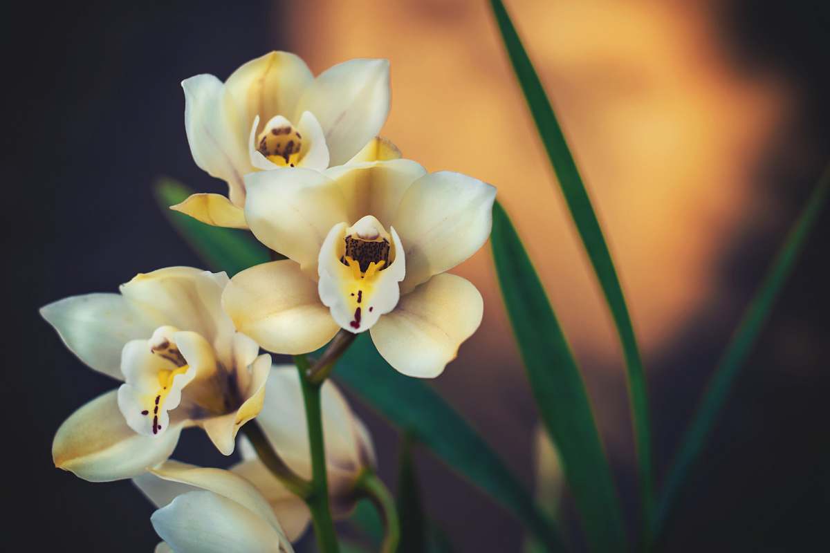 blossom blooming white and yellow flowers flower