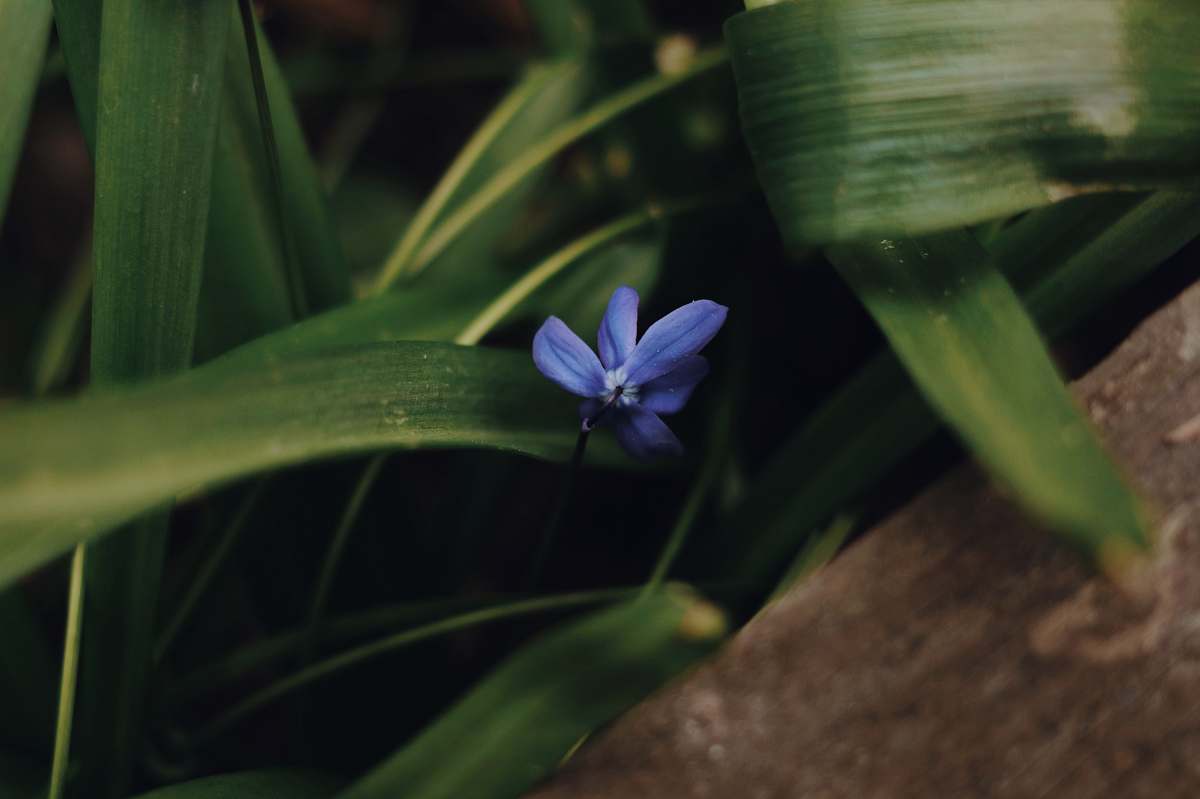 blossom blue flower on brown rock flower