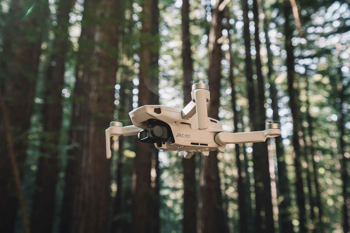 tree brown and black robot on brown tree vegetation