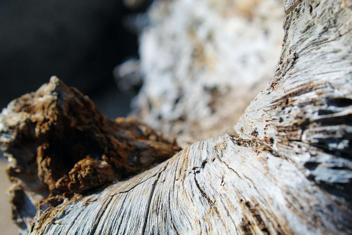 wood brown and white wood log tree