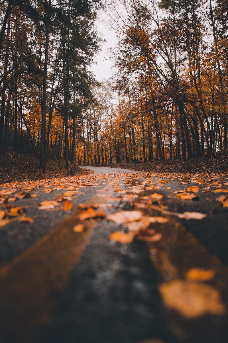 leaf brown dry leaves at road during daytime ground