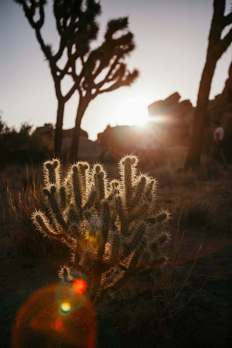 nature cactus plant joshua tree national park