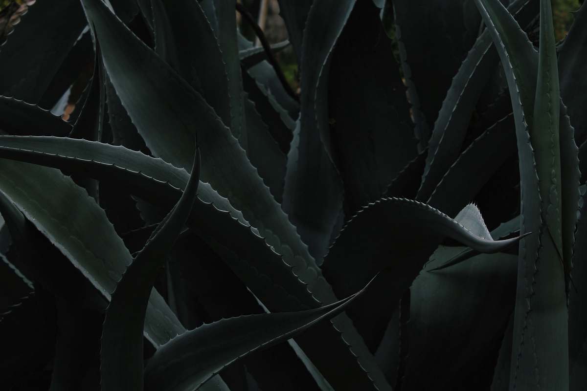 flora closeup photo of Aloe vera plant aloe