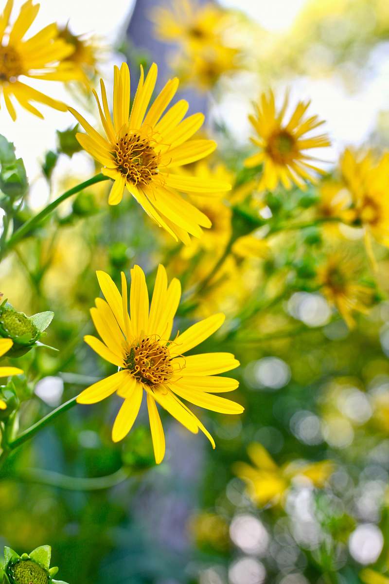 flower closeup photo of yellow petaled flowers aster