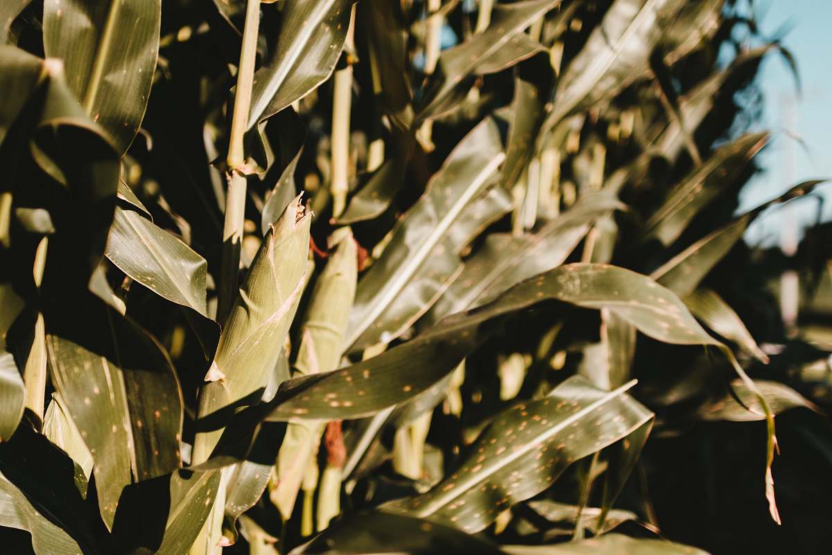 leaf corn plants fenton