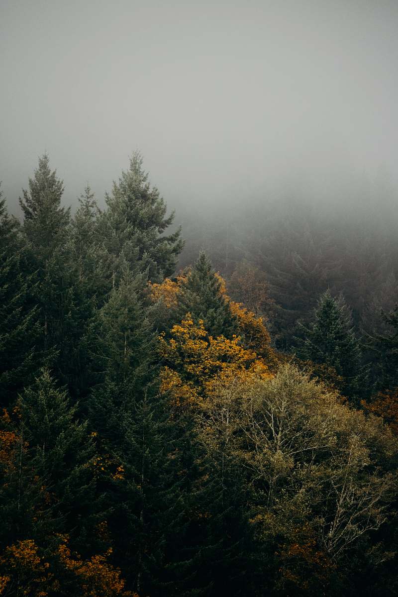 conifer fog covering pine forest flora