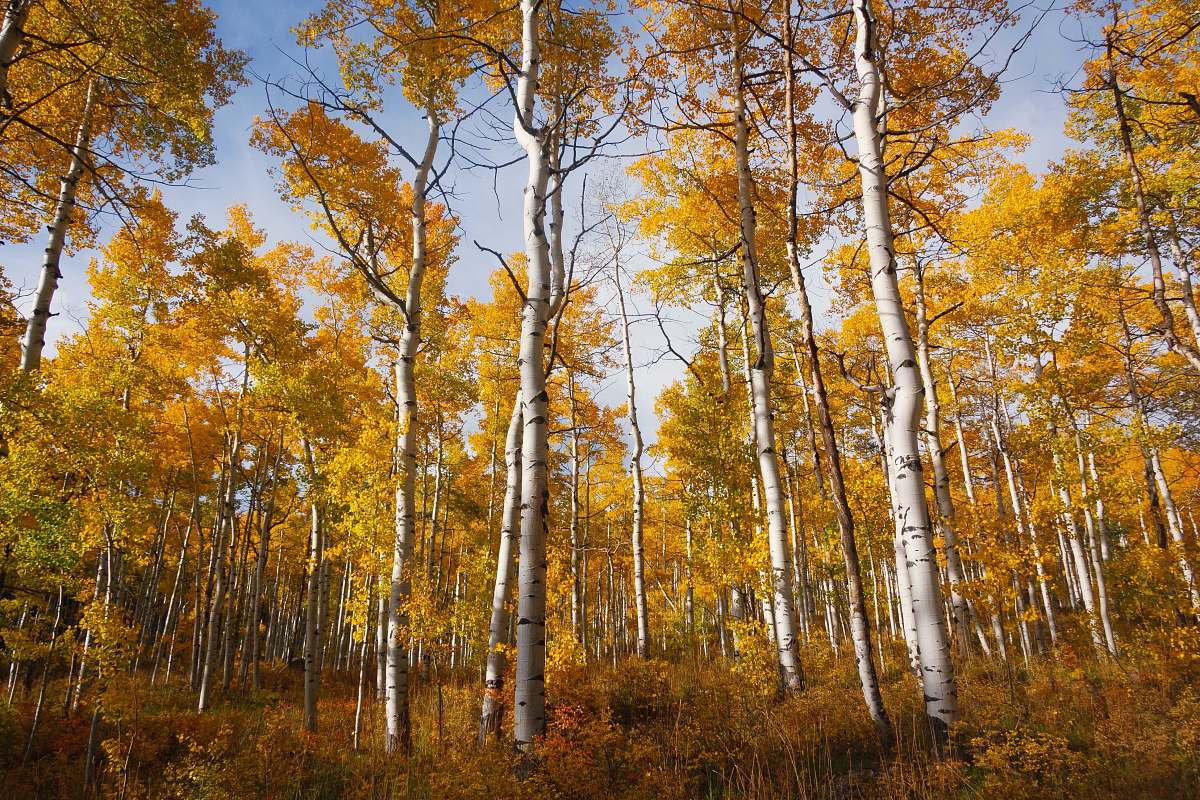 birch forest during daytime flora