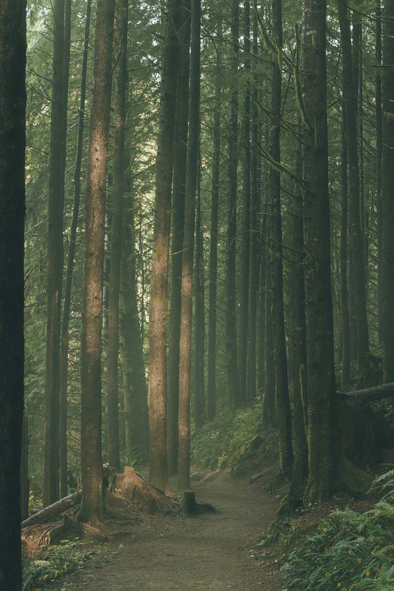 vegetation forest during daytime forest