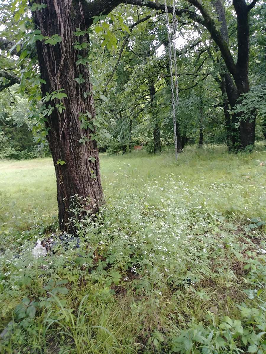 tree grass and tree covered field during day tree trunk