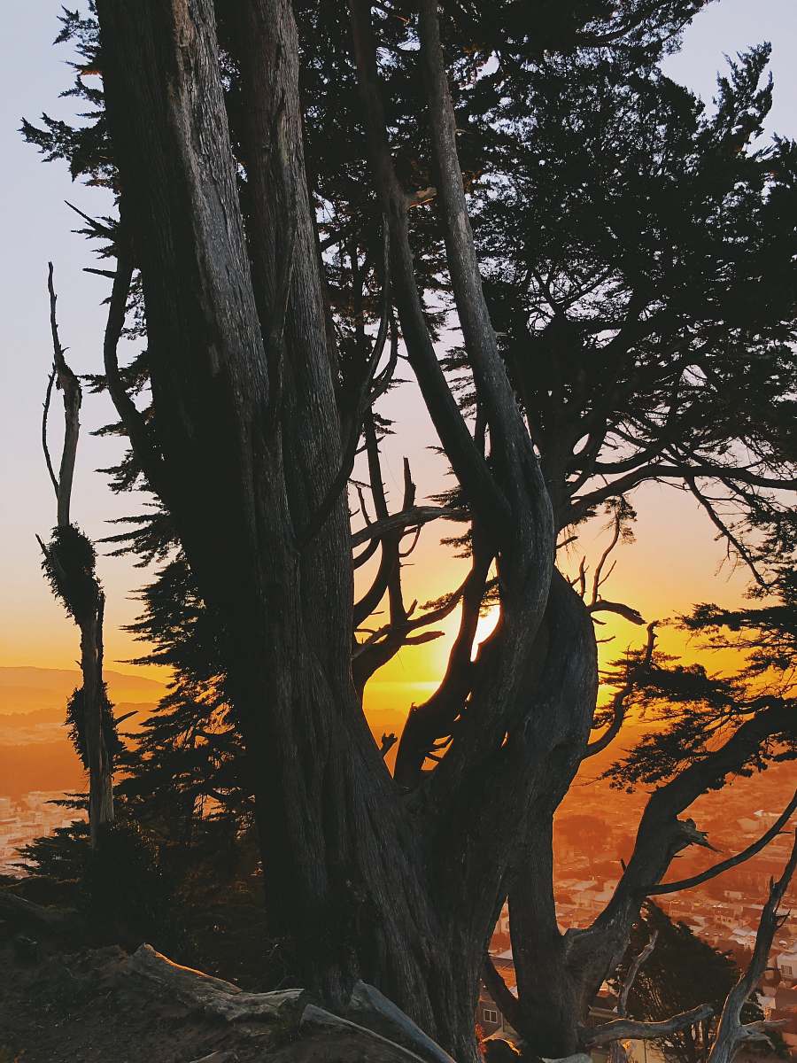 tree gray tree on mountain under golden hour tree trunk