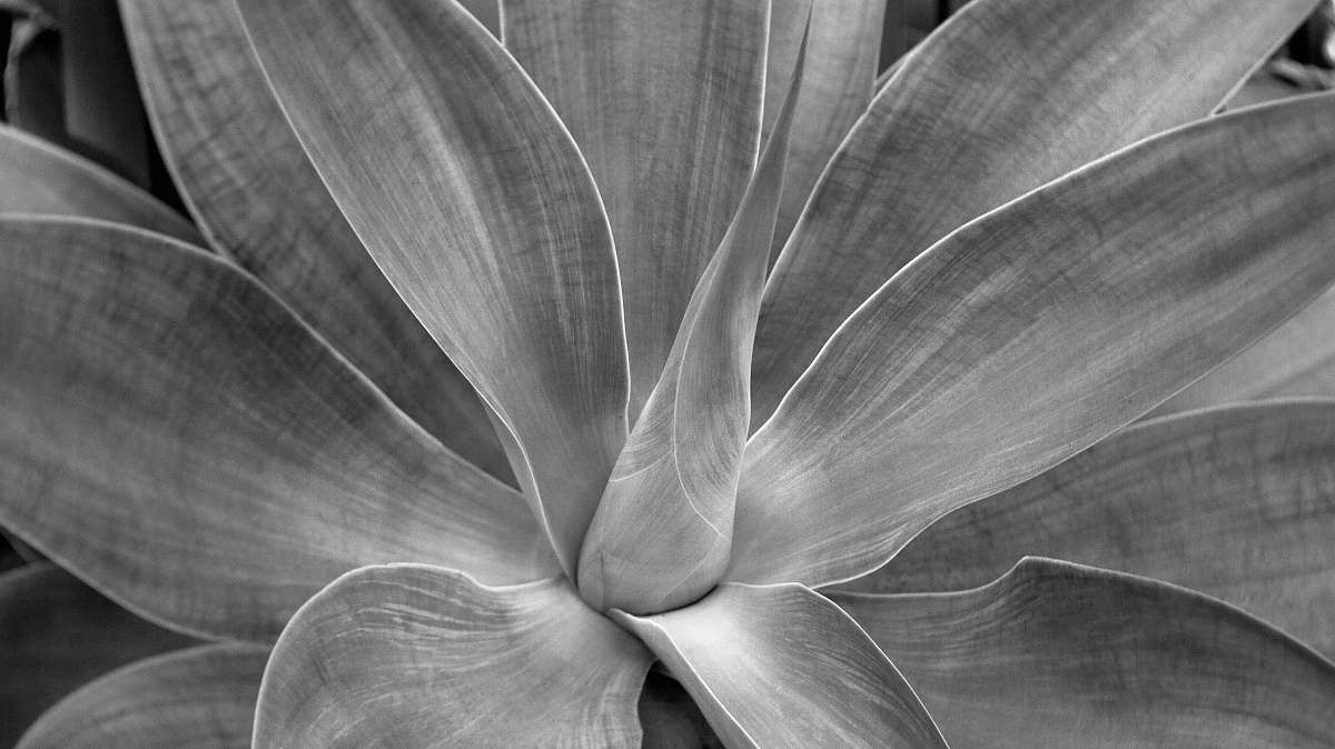 black-and-white grayscale of flower grey