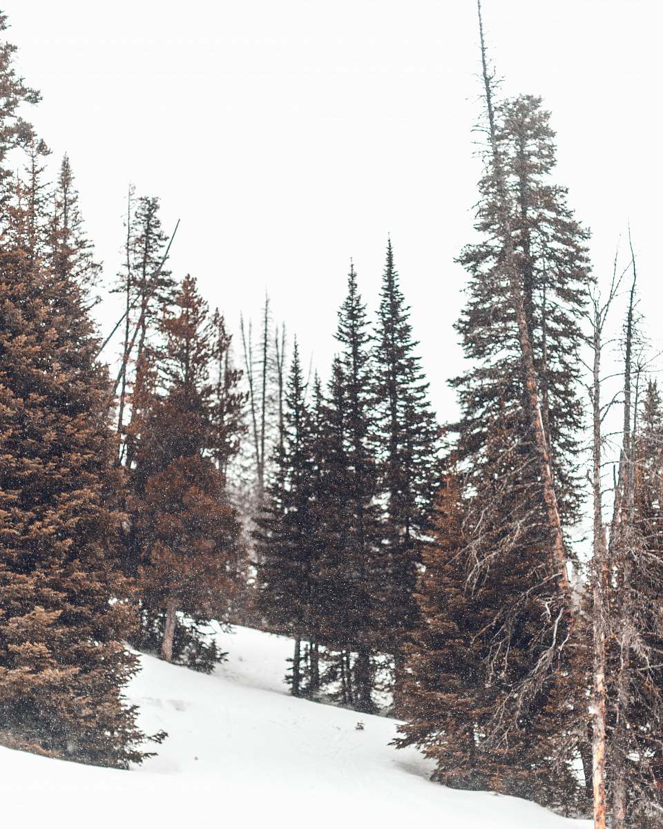 tree green and brown leaf trees under white cloudy sky during daytime photo flora