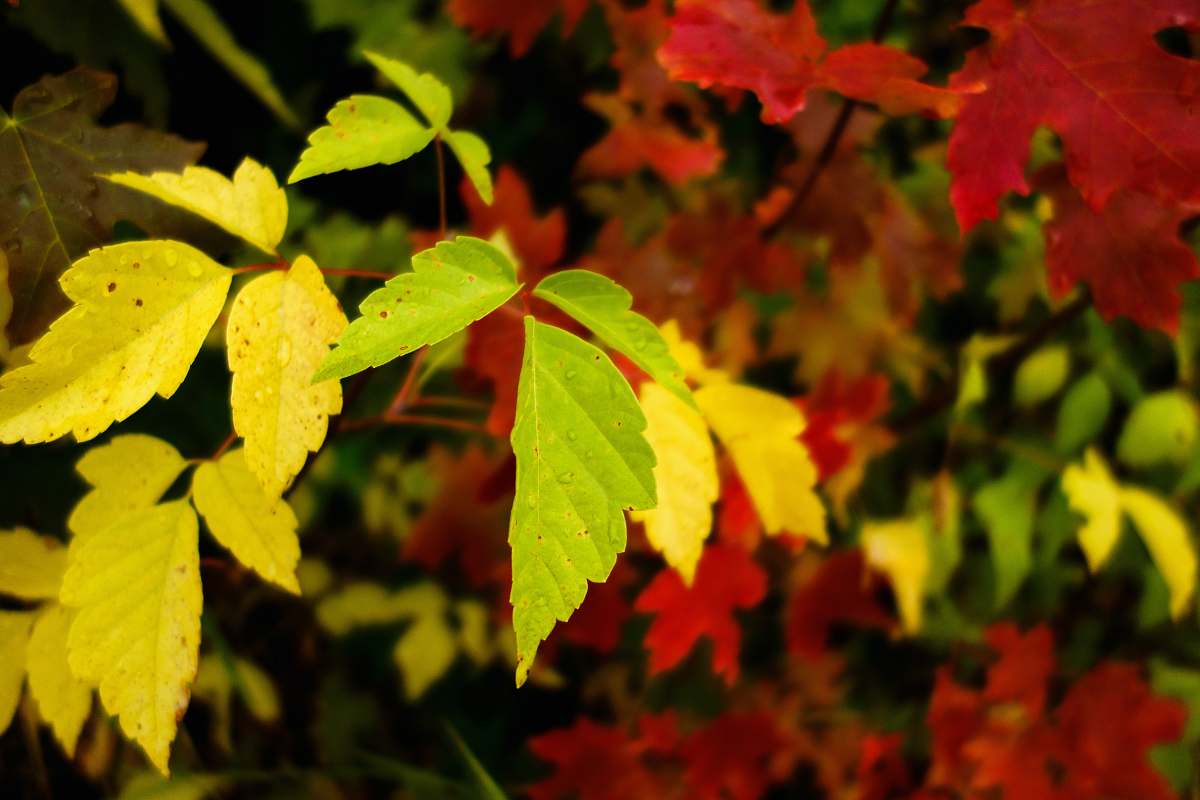 leaf green and red leaves in tilt shift lens tree
