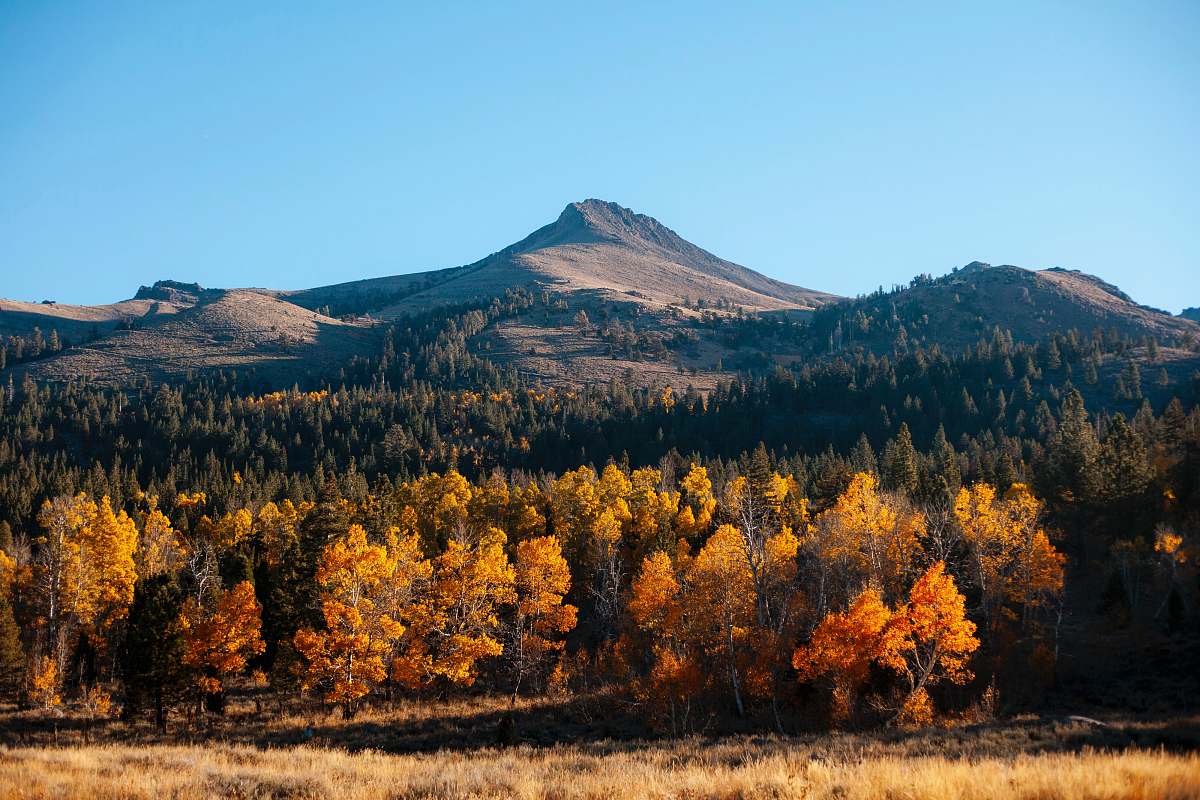 conifer green and yellow trees during daytime flora