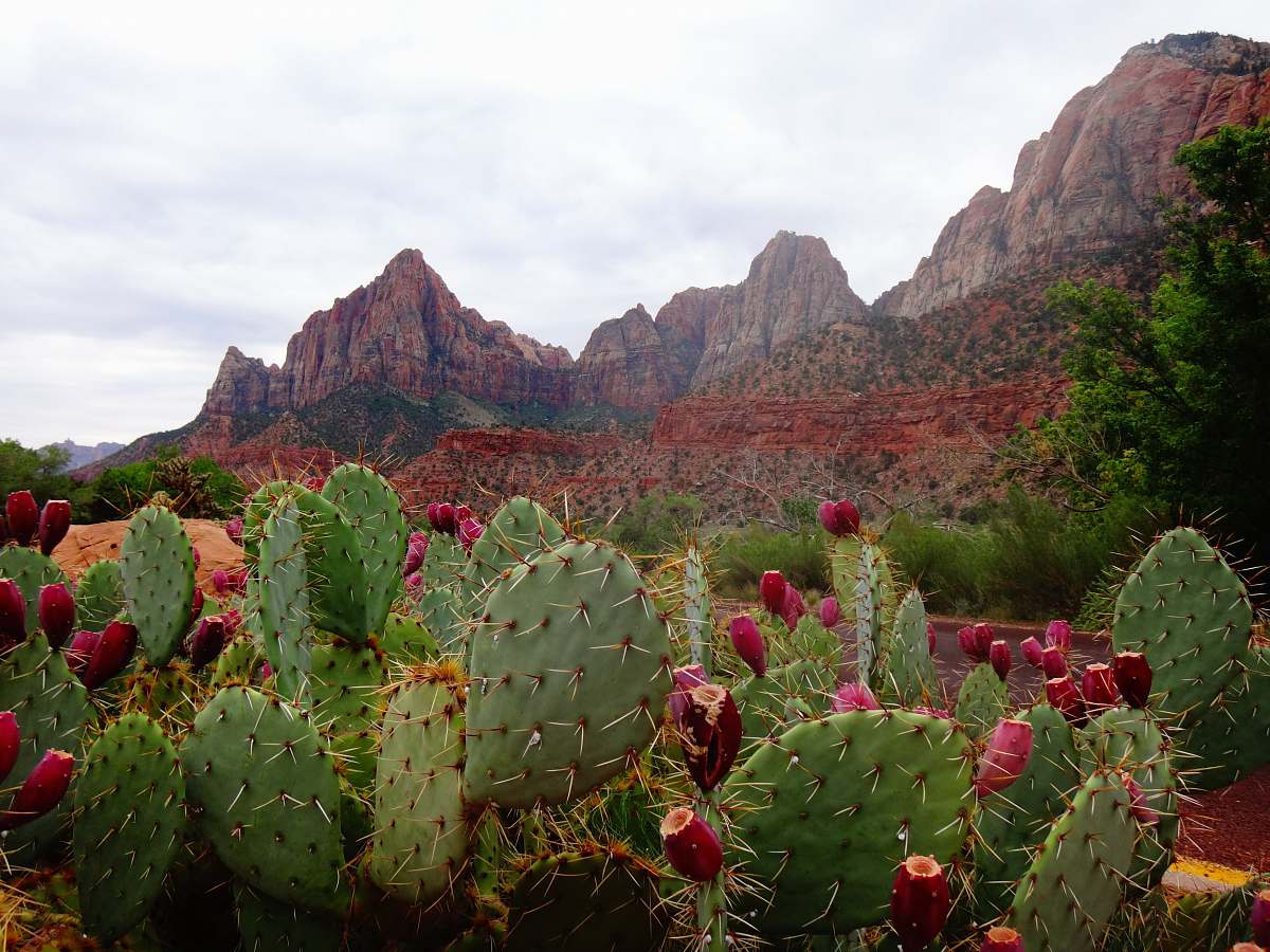 flora green cactus by rocky mountain during daytime cactus