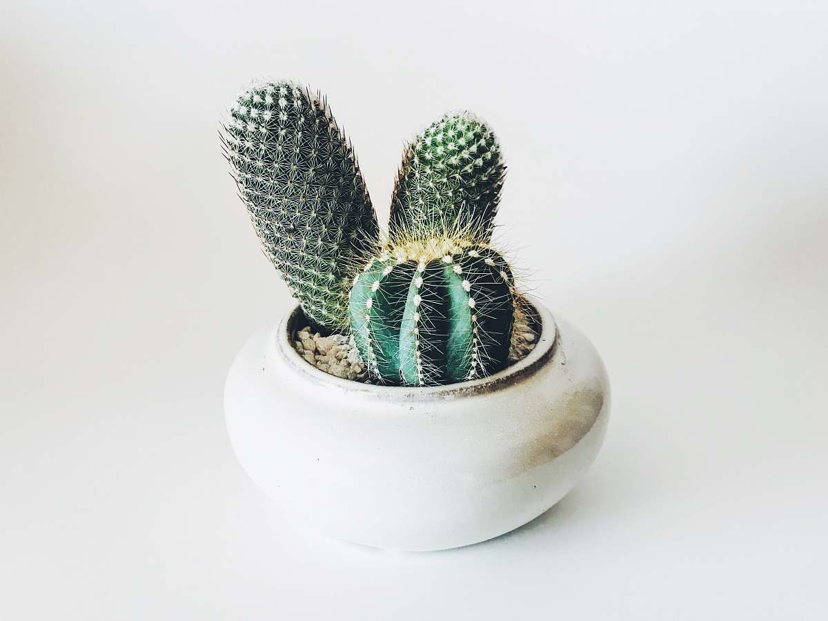 cactus green cactus in white ceramic pot fort myers