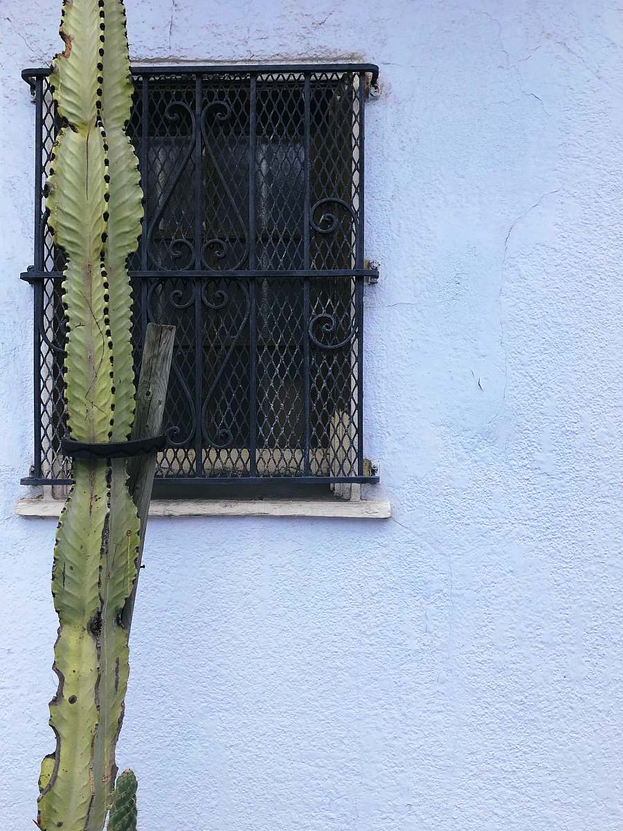 cactus green cactus plant near window grills 1566 grove st