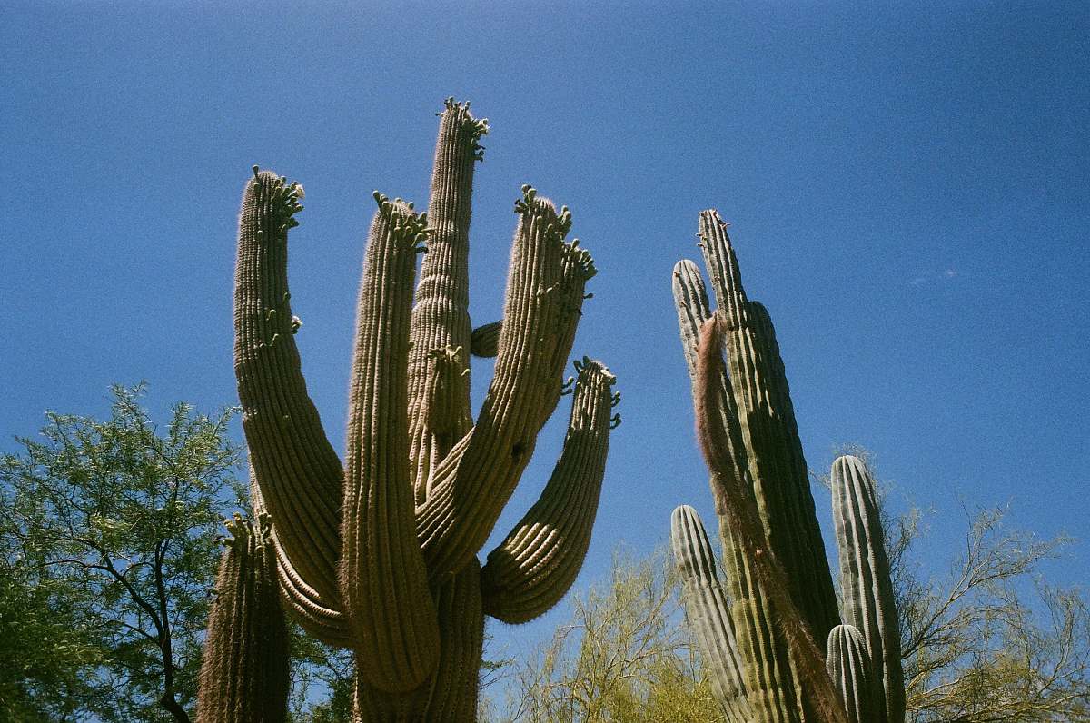 cactus green cactus plants during daytime phoenix