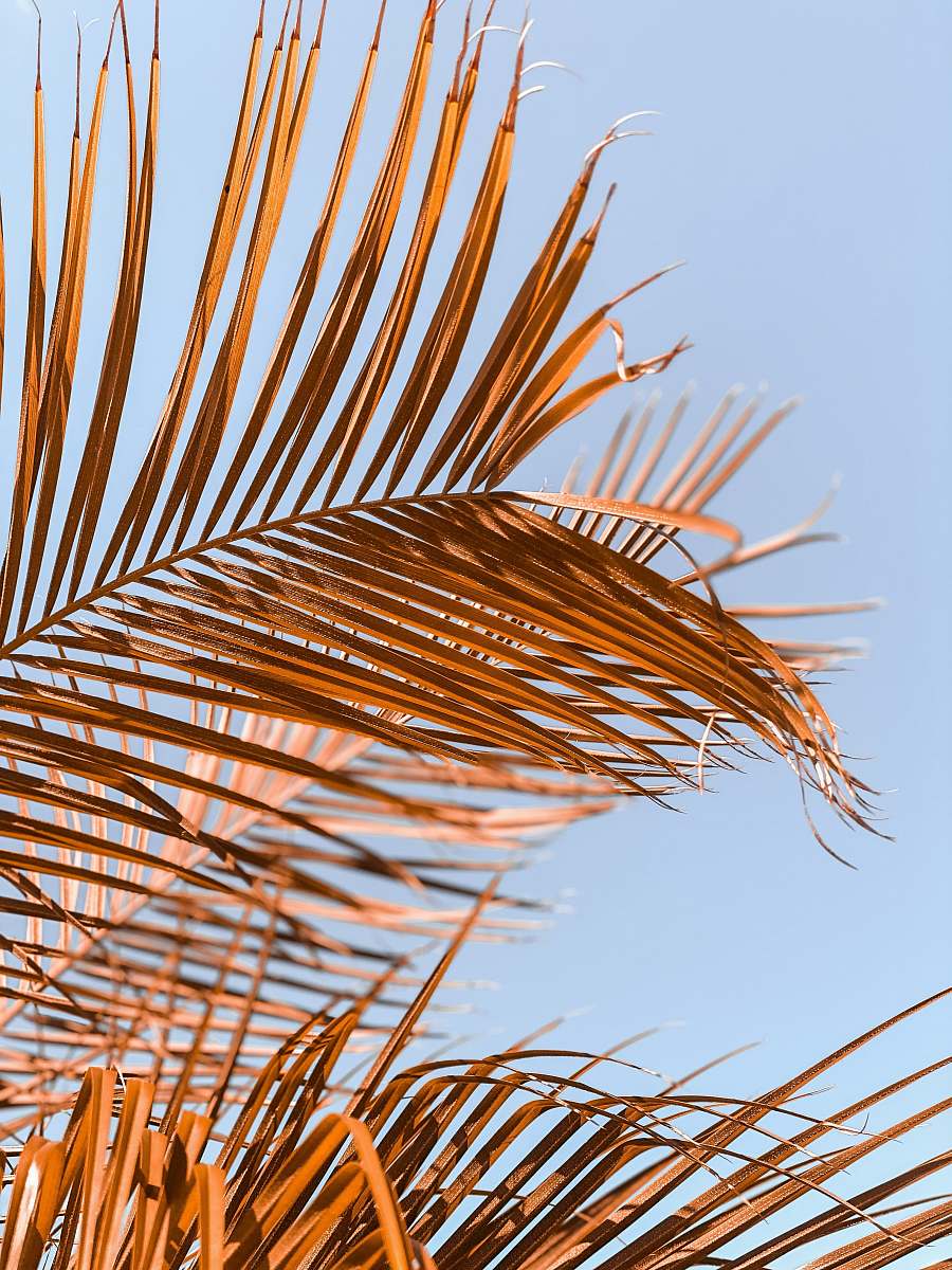 summer green leaf plant during daytime miami