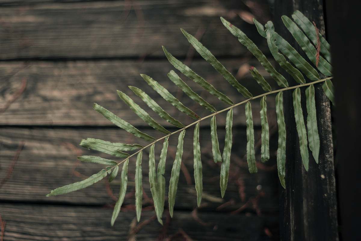flora green leaf plant tree