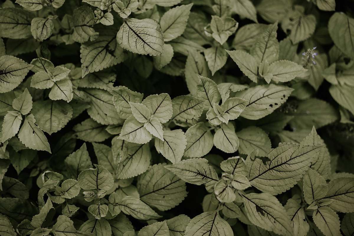 flora green leafed plant ivy
