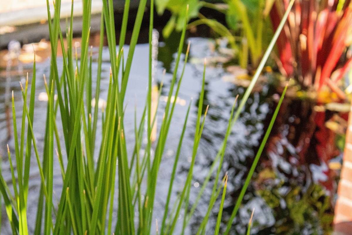 grass green-leafed plants beside body of water during daytime vegetation
