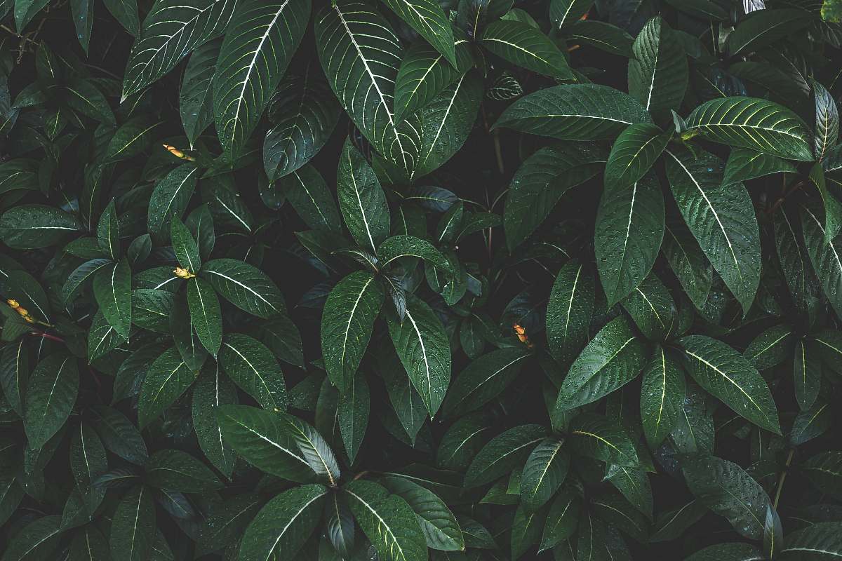 leaf green-leafed plants during daytime vegetation