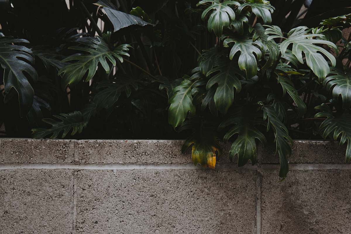 flora green leafed tree at the back of grey concrete wall jar