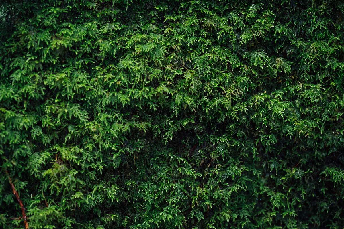 Capture the essence of love with this enchanting scene featuring a bride and groom standing gracefully in front of a vibrant moss green-leafed tree bush. This picturesque setting, adorned with a lush green hedge, is perfect for wedding invitations, romantic photography, or as a backdrop for love-themed projects. Ideal for capturing the magic of outdoor weddings, this image evokes feelings of joy and nature's beauty.