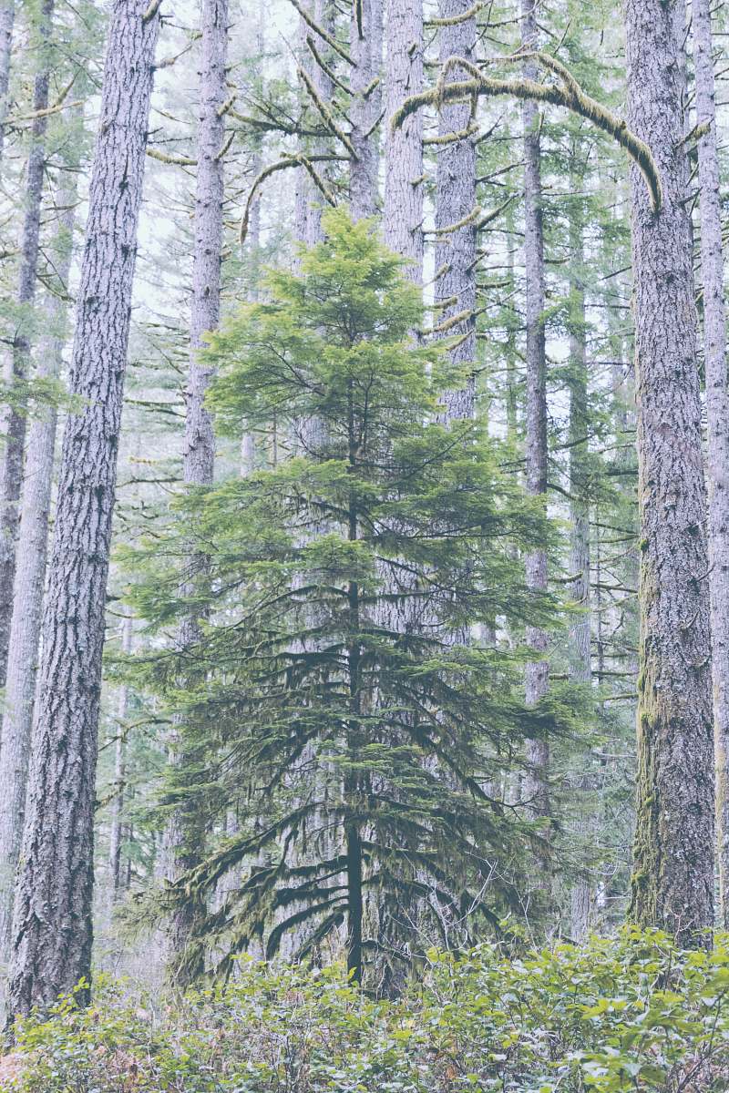 tree green leafed tree conifer