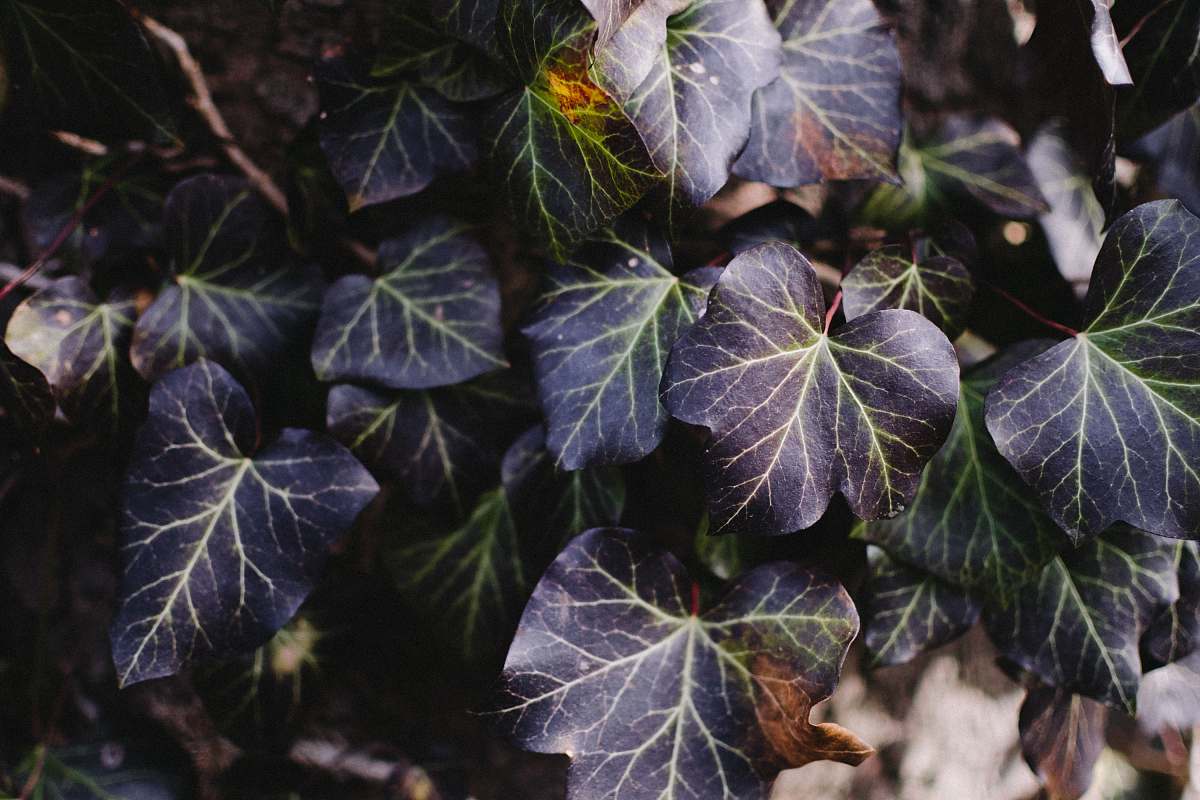 leaf green leafy plant ivy