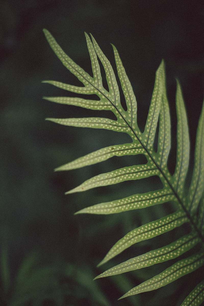 fern green linear leafed plant honolulu