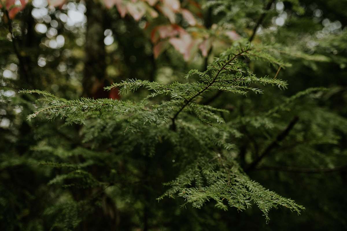 moss green pine plant tree