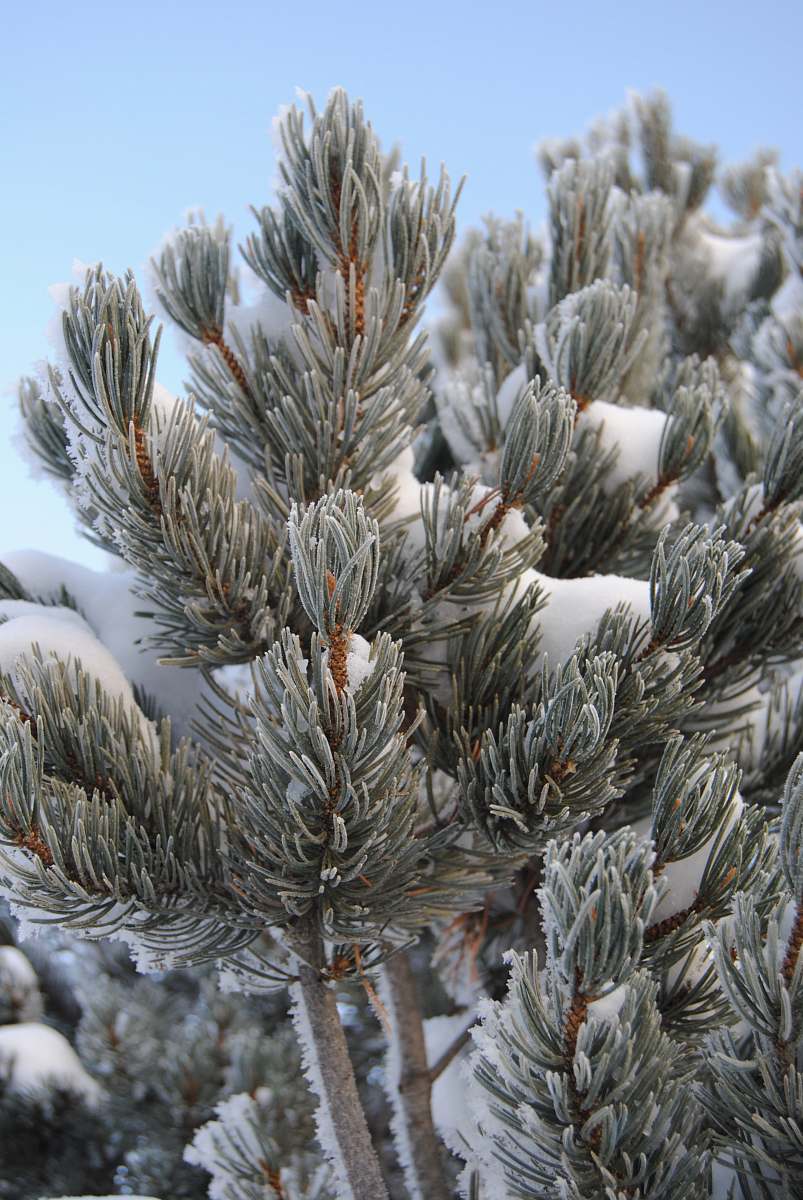 flora green pine tree conifer
