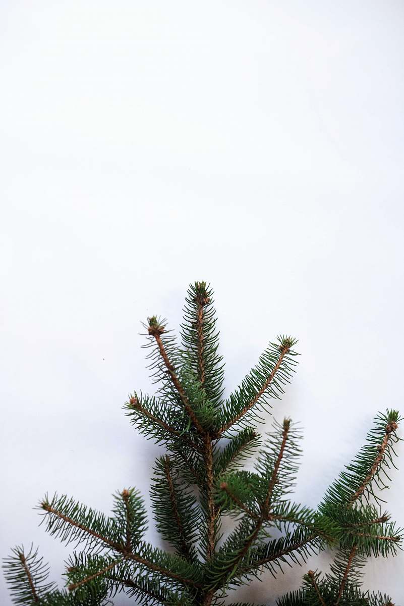 abies green pine tree under white sky tree