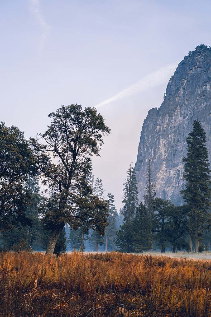 flora green trees near mountain under white clouds grass