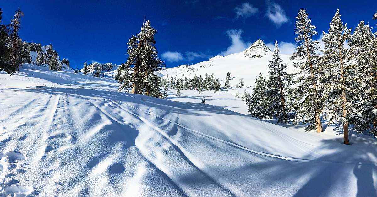 tree green trees on snow during daytime abies