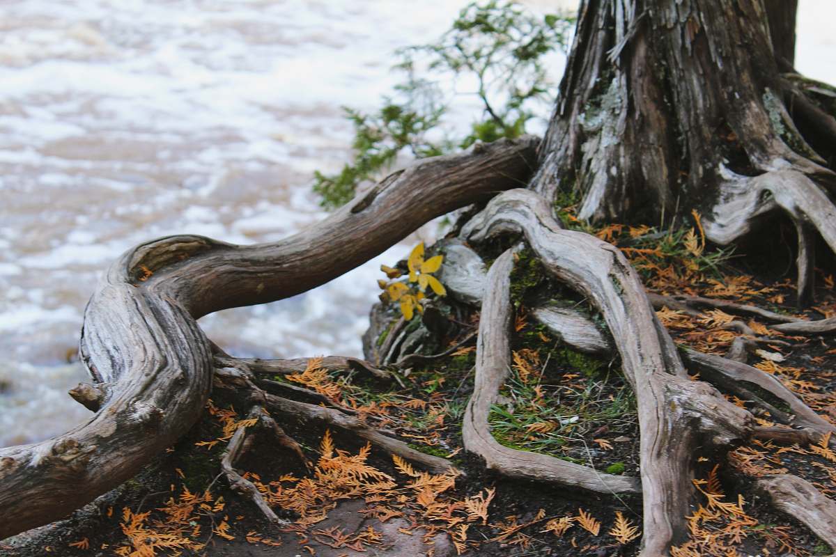 root grey tree during daytime flora