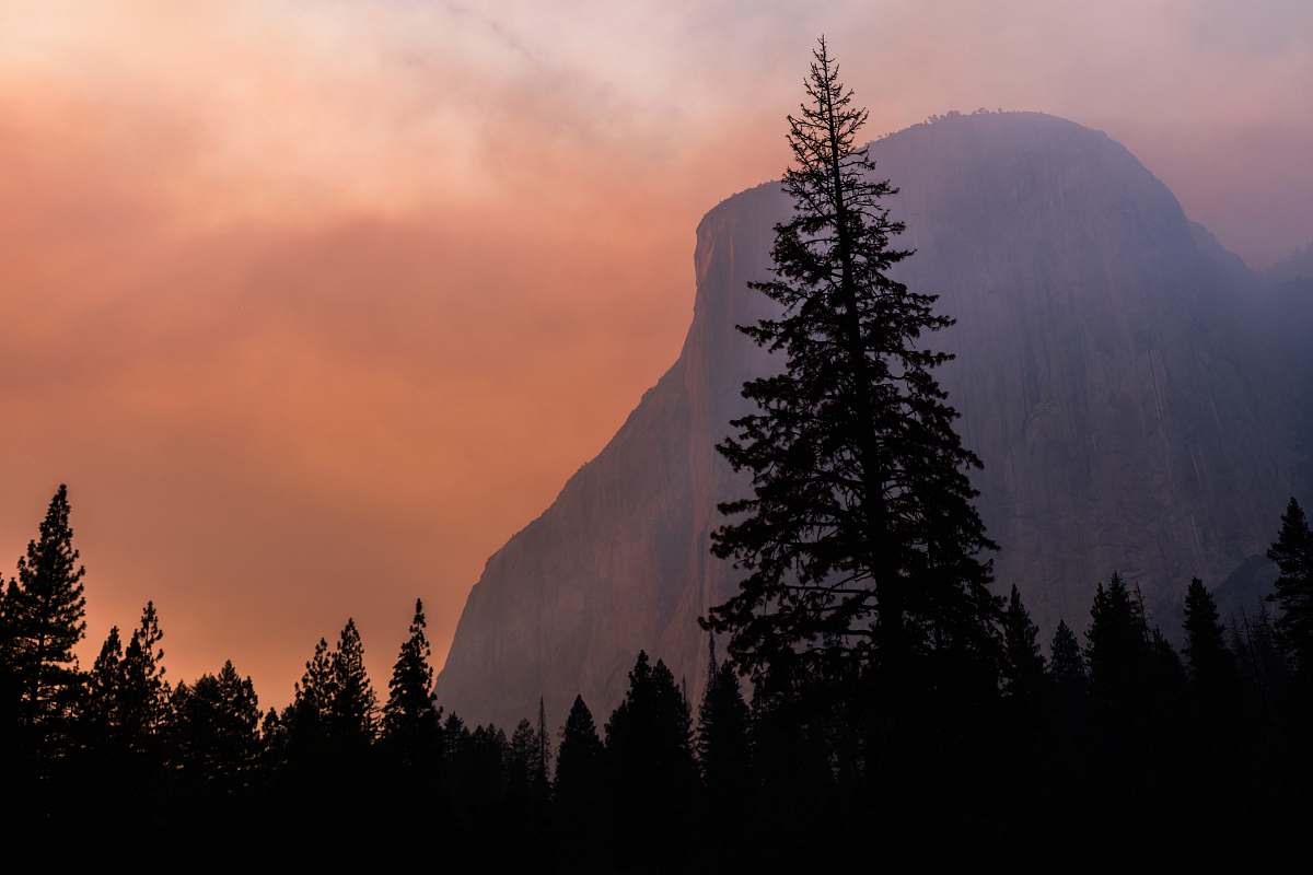tree landscape photography of forest fir