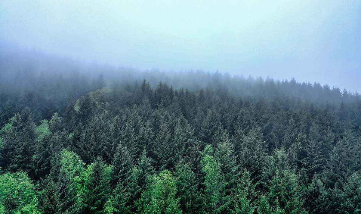tree landscape photography of green-leafed trees pine