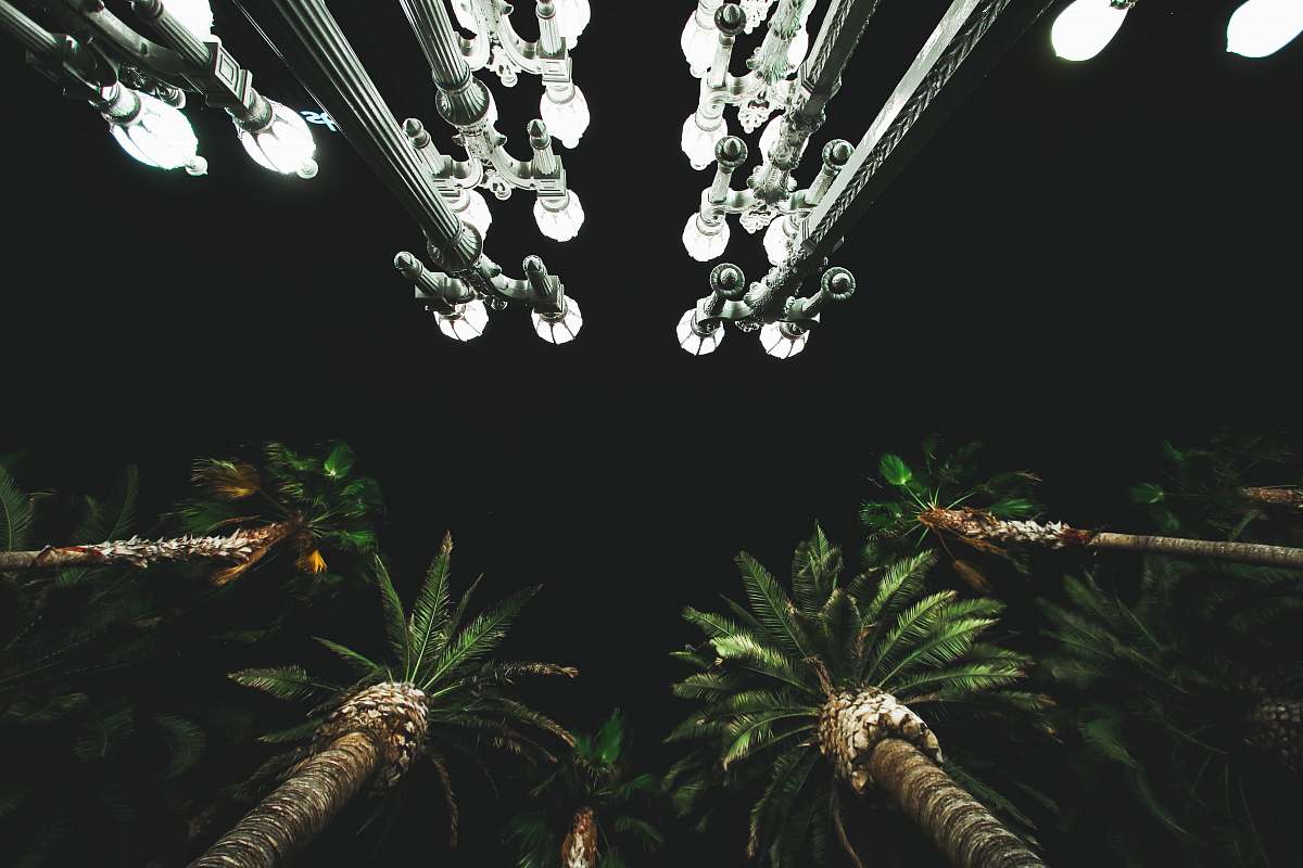 vegetation low angle photo of palm trees tree