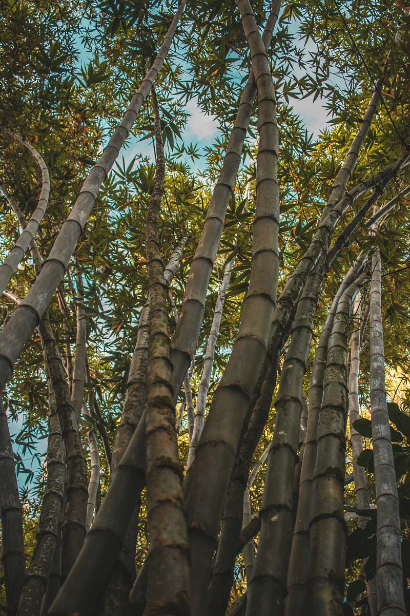 bamboo low angle photography of bamboo trees during daytime animal kingdom
