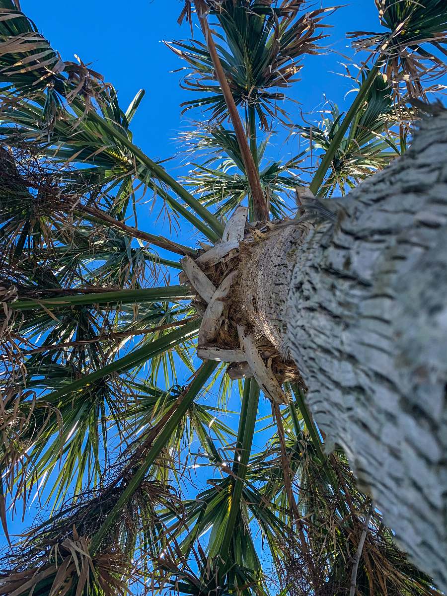 tree low angle photography of palm tree during daytime arecaceae