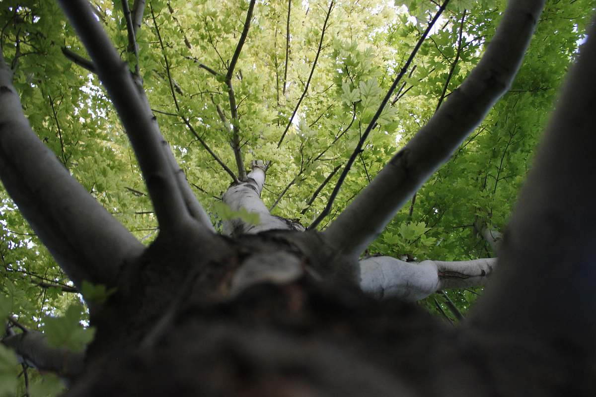 tree low angle photography of tall tree during daytime tree trunk