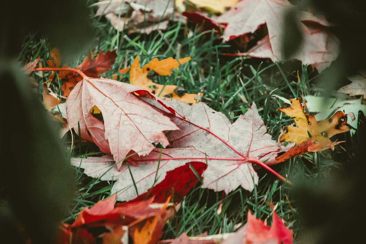 flora maple leaves on green grass leaf