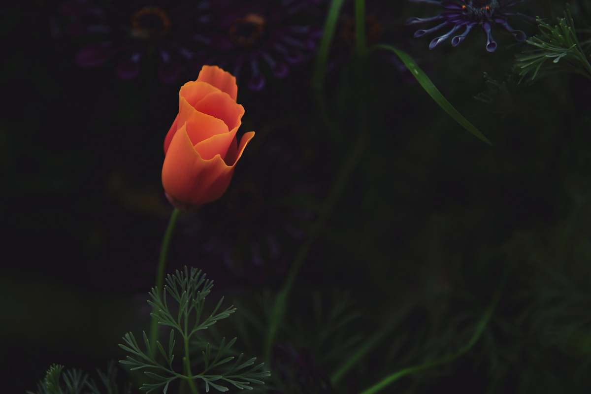 blossom orange petaled flower flower